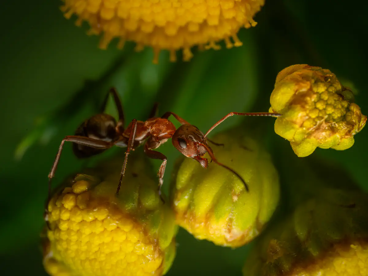 Rotbärtige Sklavenameise