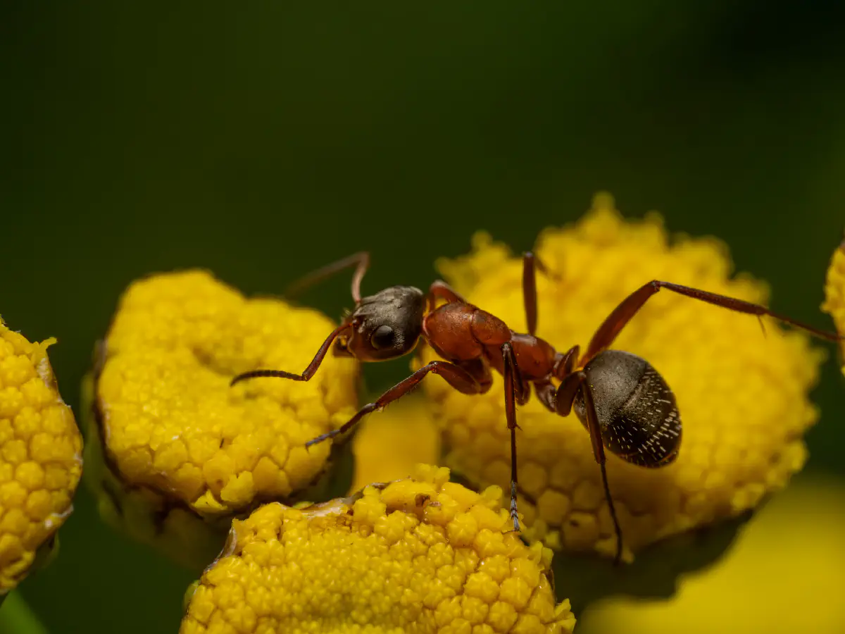 Rotbärtige Sklavenameise