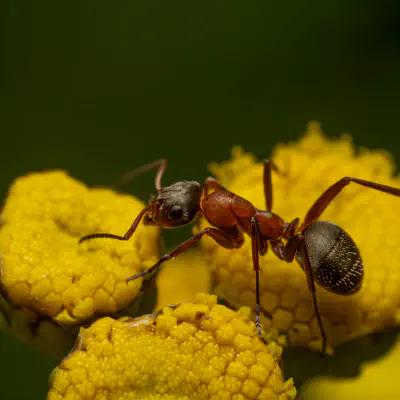 Rotbärtige Sklavenameise