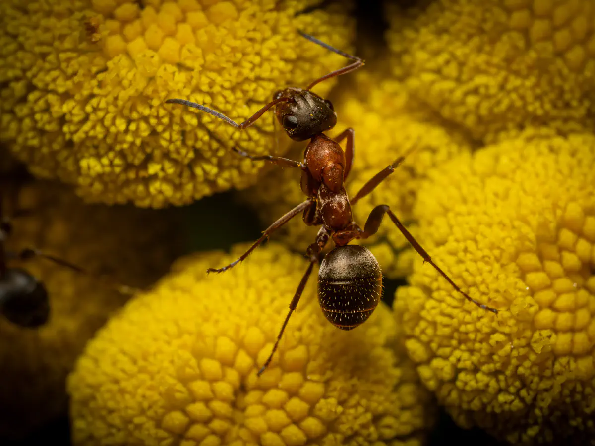 Rotbärtige Sklavenameise