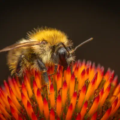 Ackerhummel