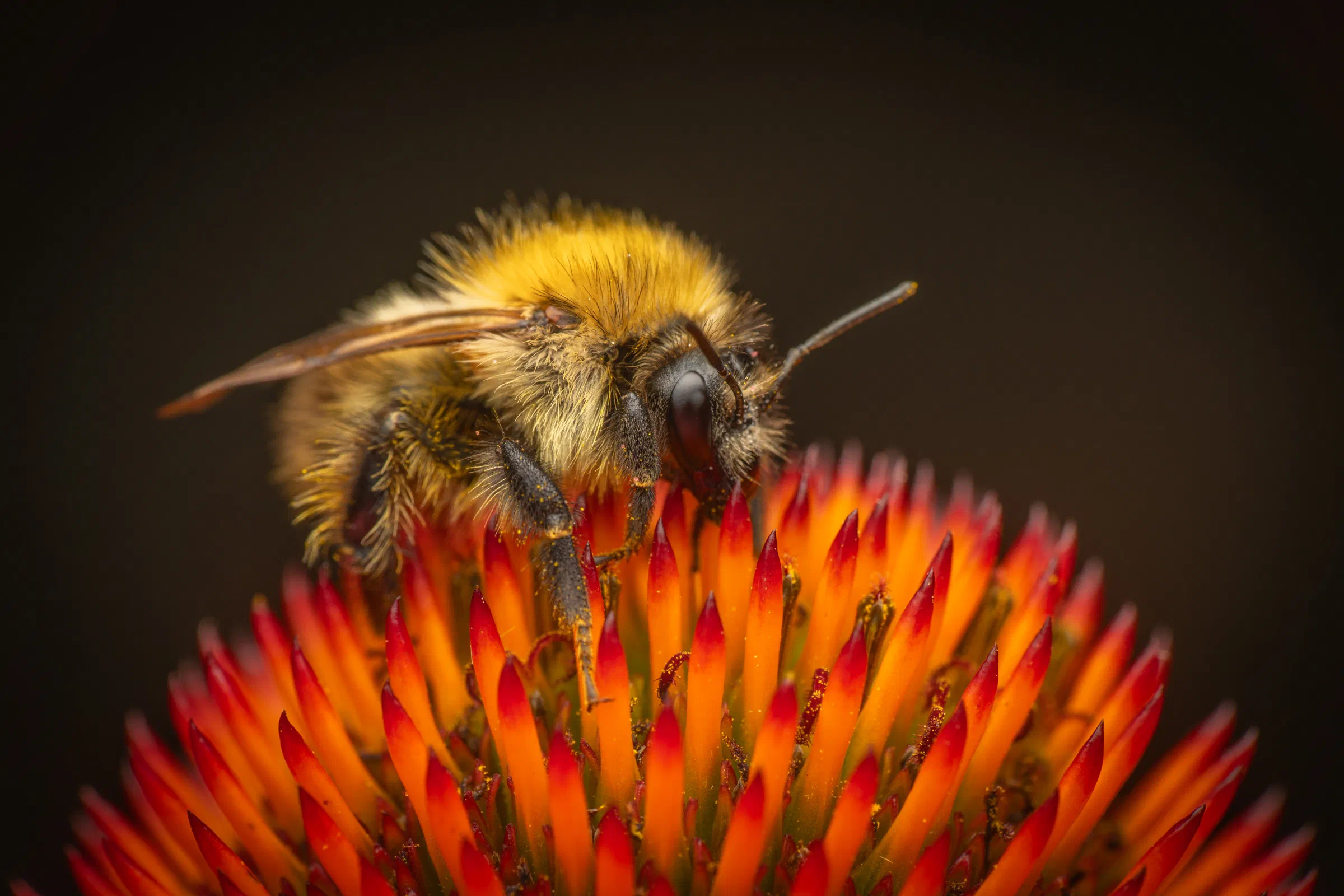 Ackerhummel