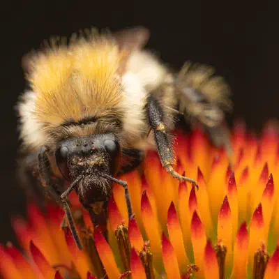 Ackerhummel