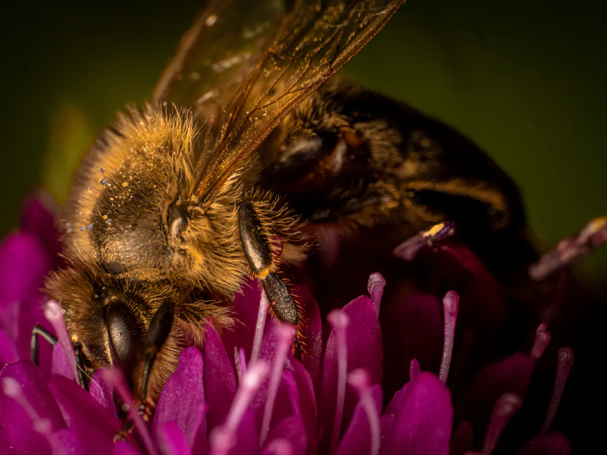 Westliche Honigbiene