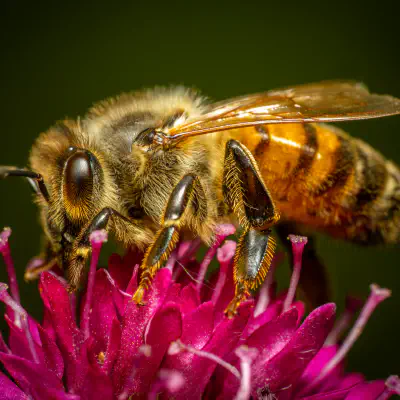 Westliche Honigbiene