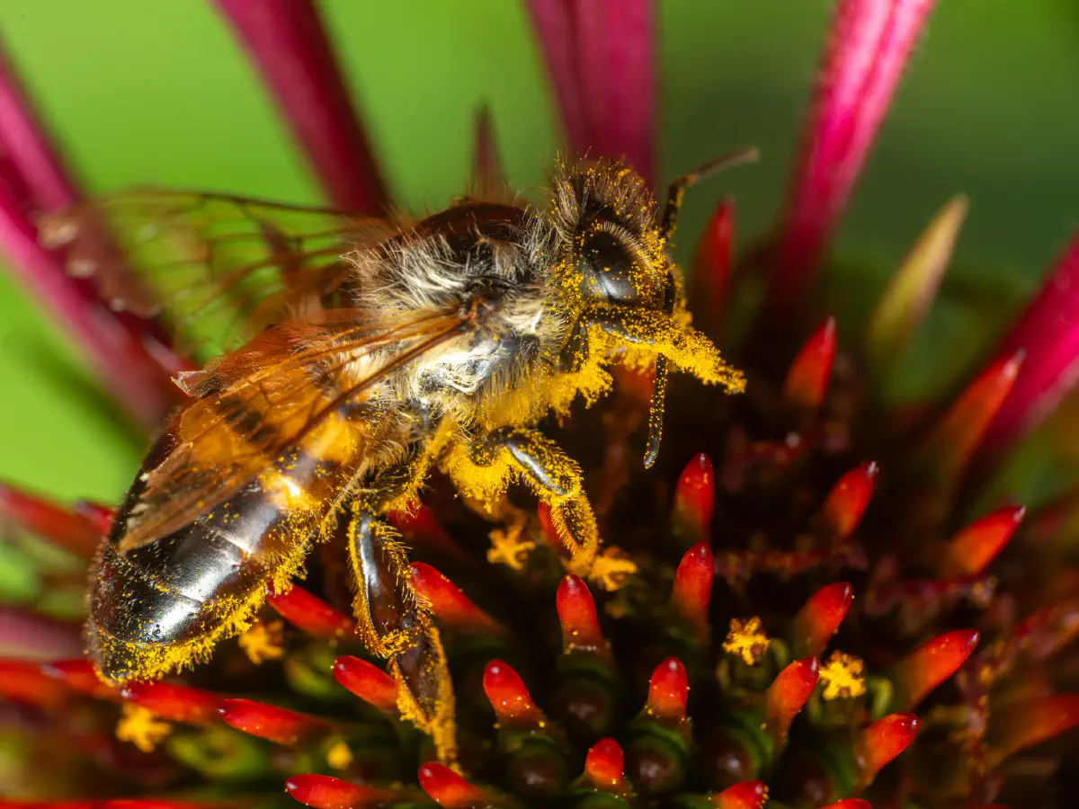 Westliche Honigbiene