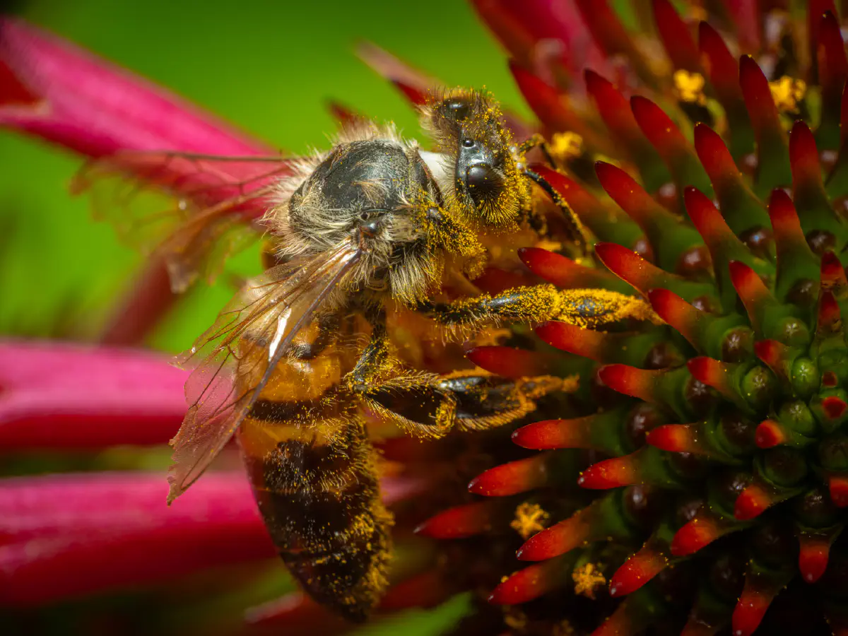 Westliche Honigbiene