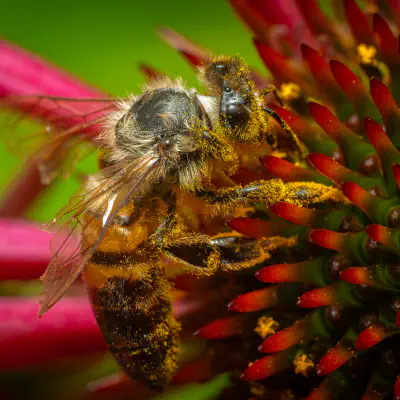 Westliche Honigbiene