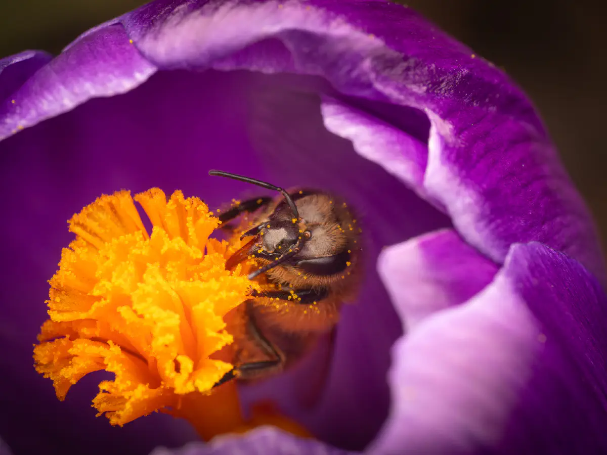 Westliche Honigbiene