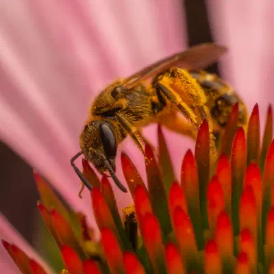Westliche Honigbiene