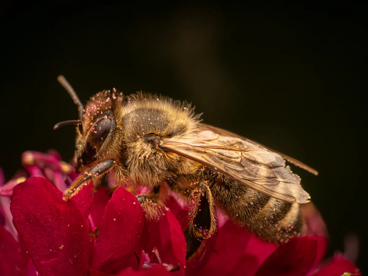 Westliche Honigbiene