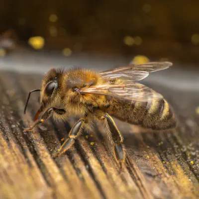 Westliche Honigbiene