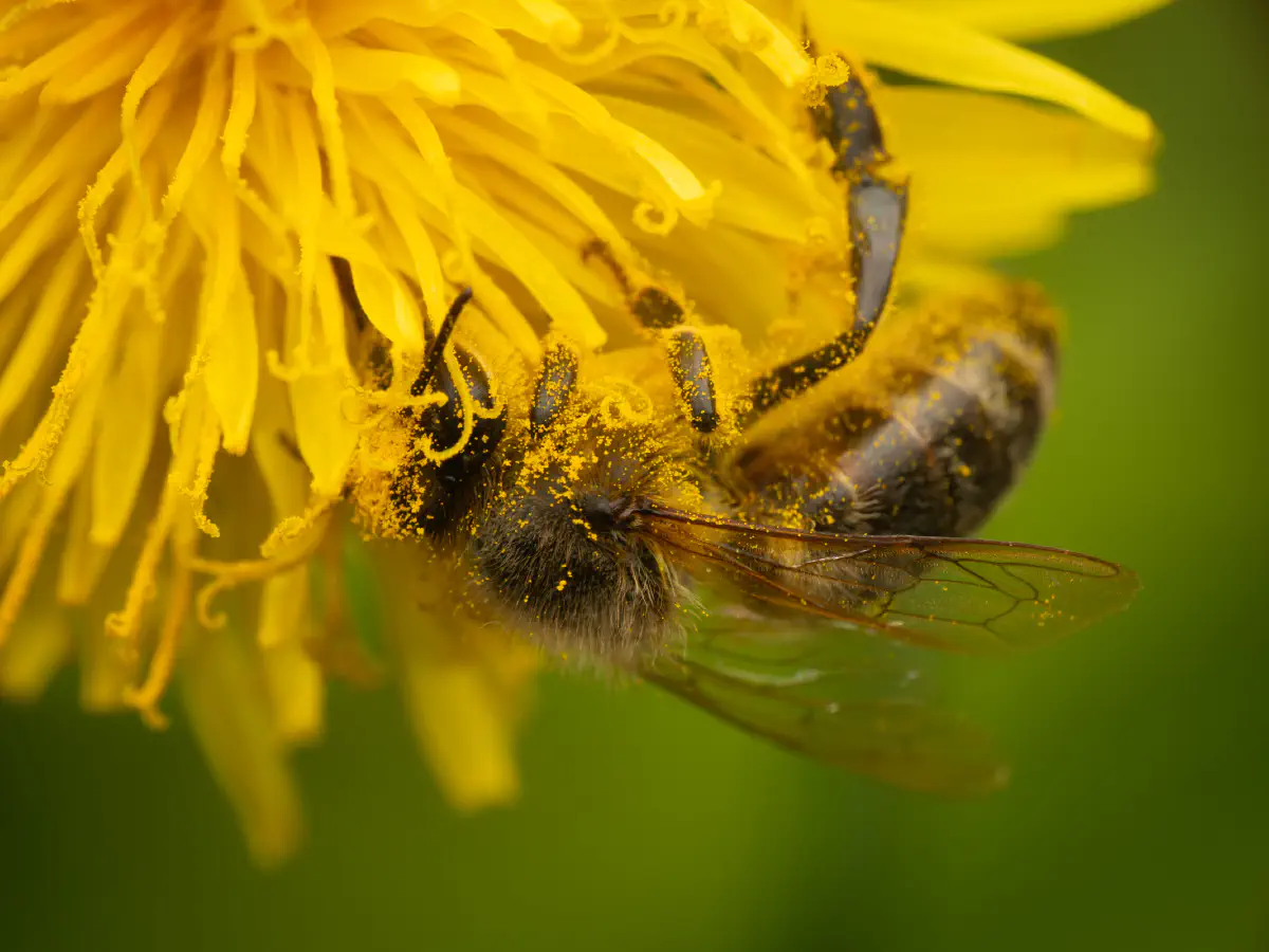 Westliche Honigbiene