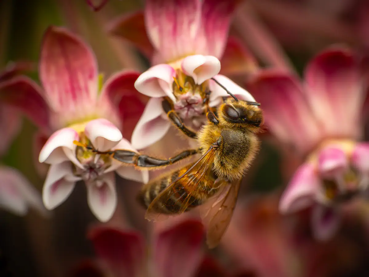 Westliche Honigbiene