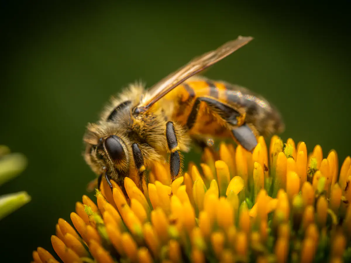 Westliche Honigbiene