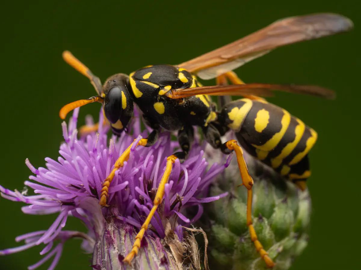 Haus-Feldwespe
