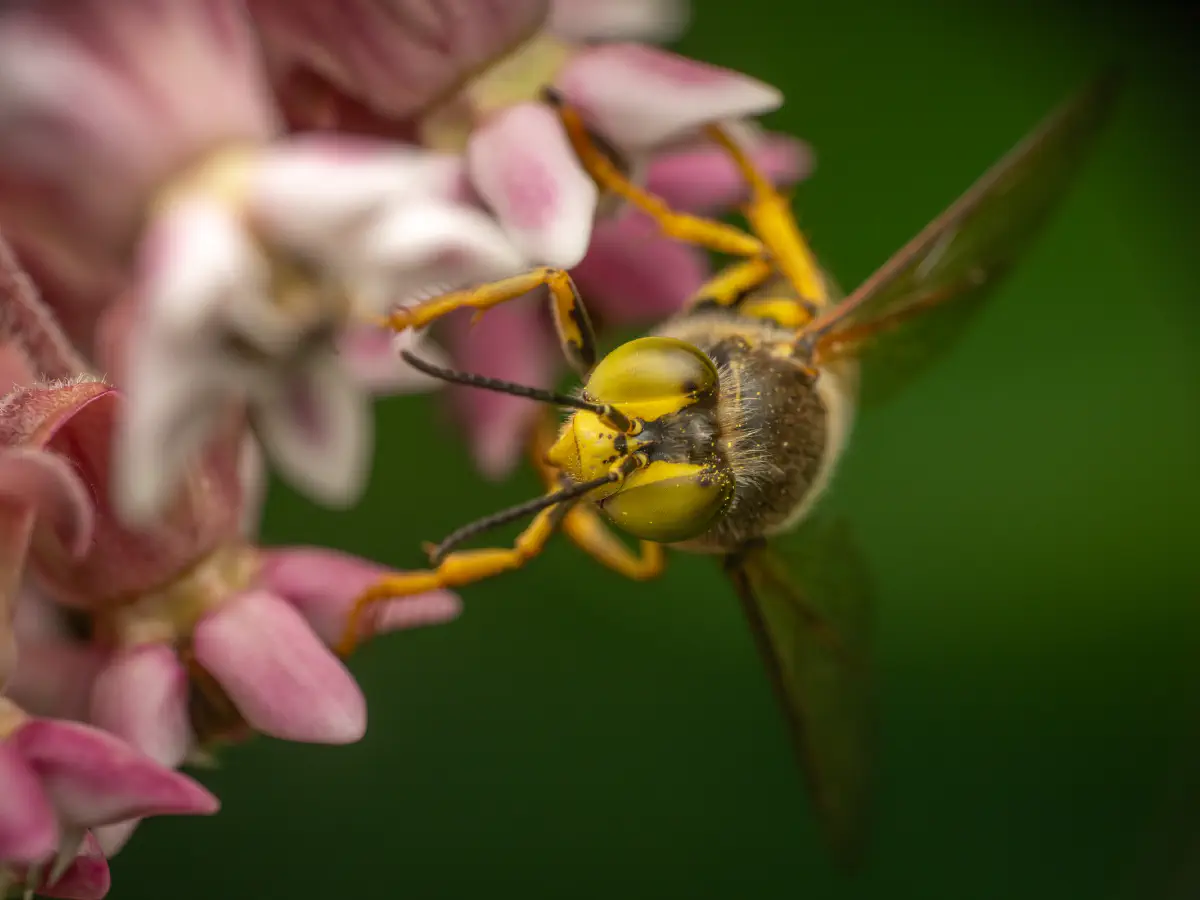 Geschnäbelte Kreiselwespe