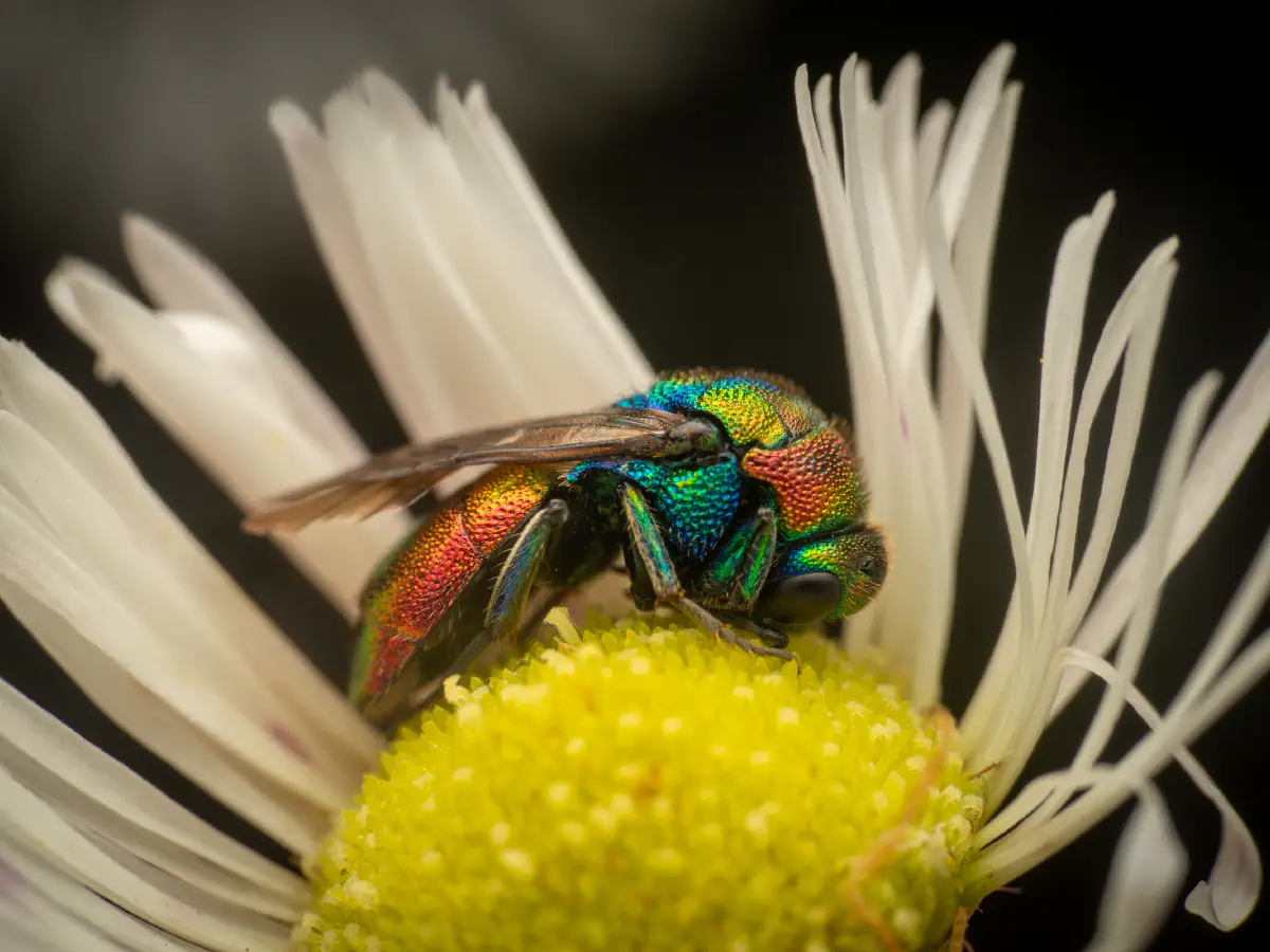 Chrysis ignita