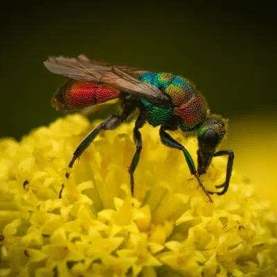 Hedychrum rutilans