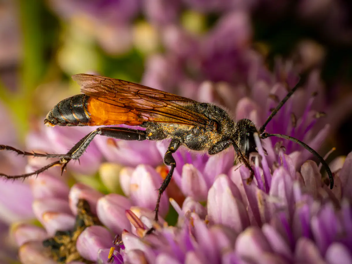 Golden Digger Wasp