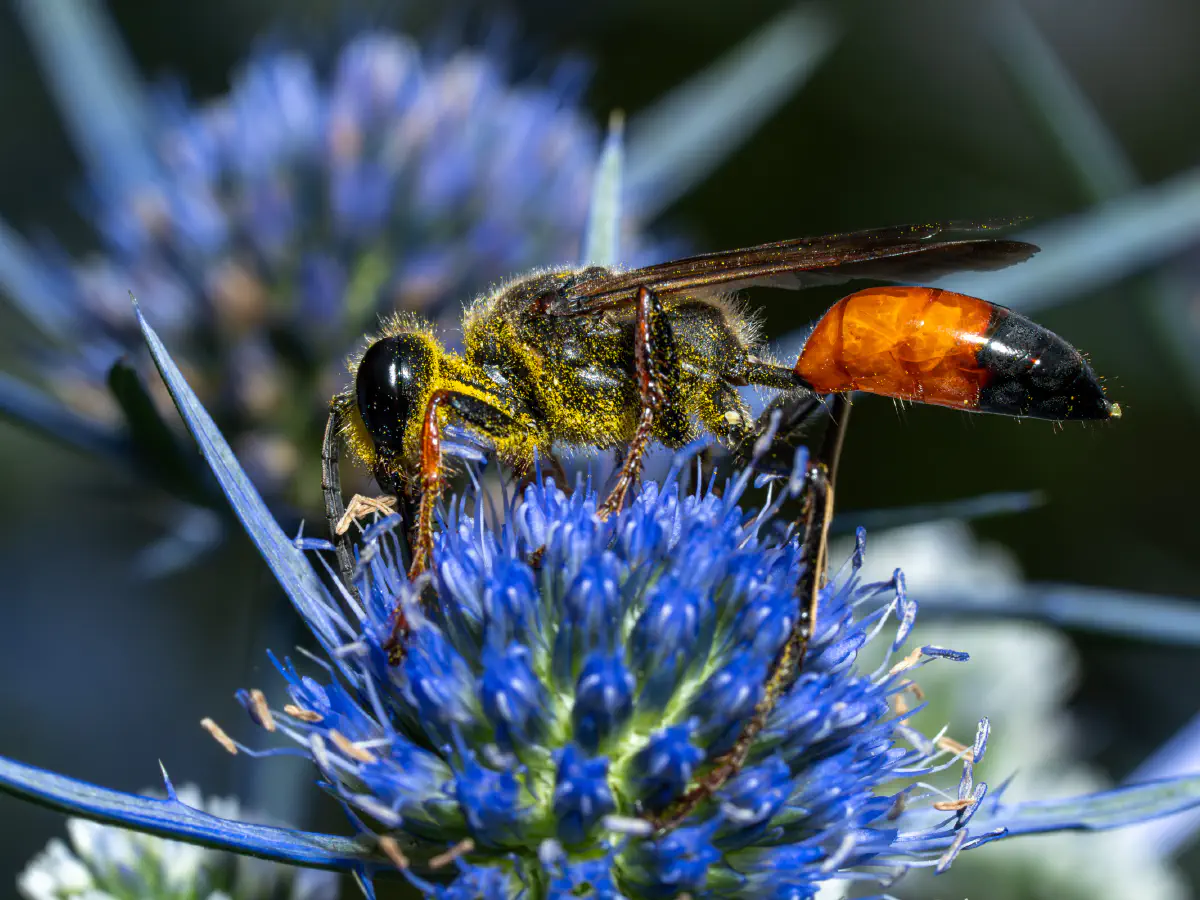 Golden Digger Wasp