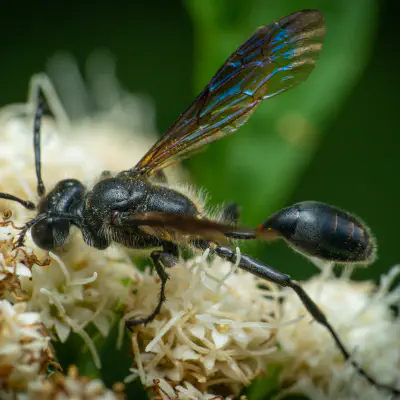 Stahlblauer Grillenjäger