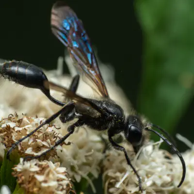 Stahlblauer Grillenjäger
