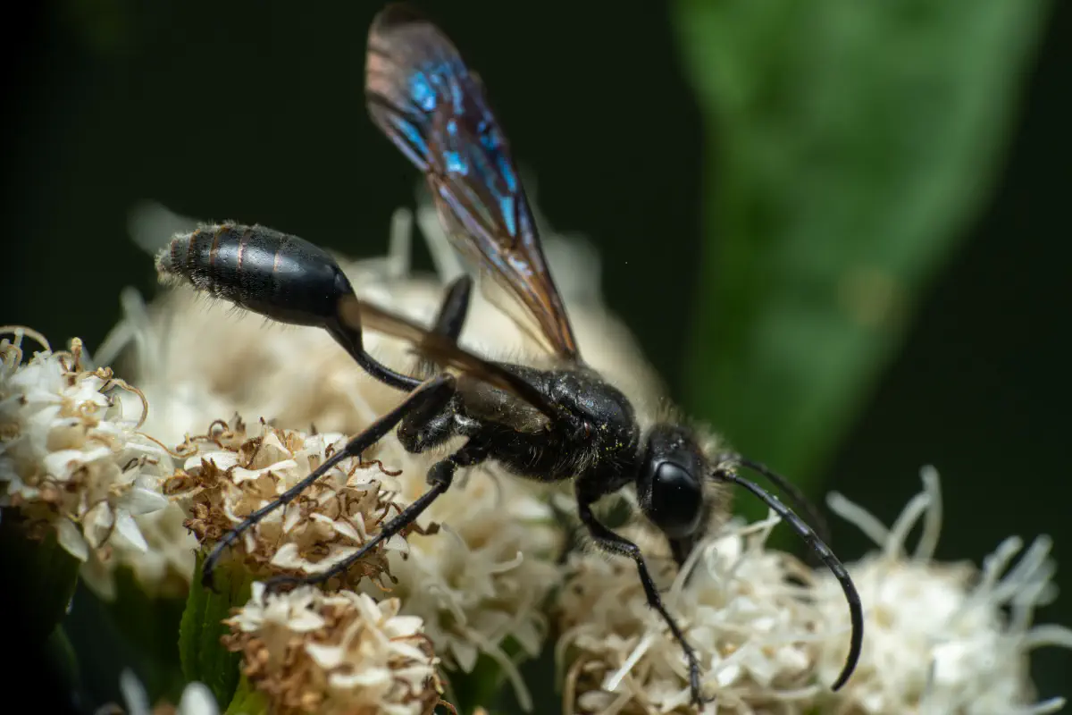 Stahlblauer Grillenjäger