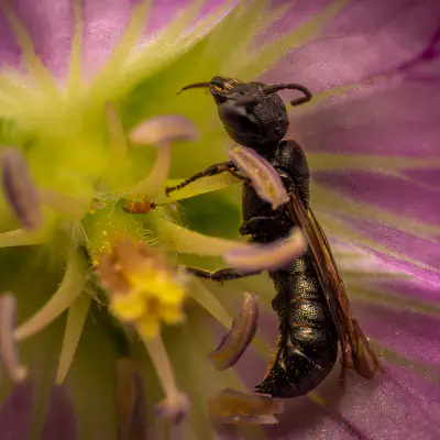 Lindenius albilabris