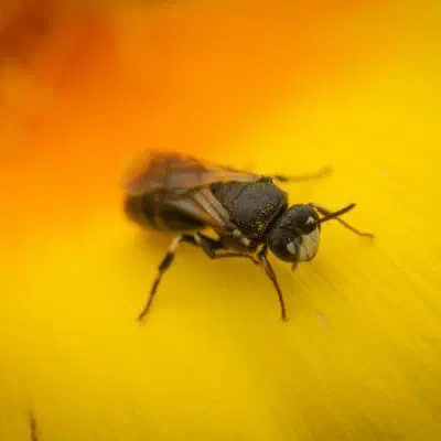 Maskenbienen