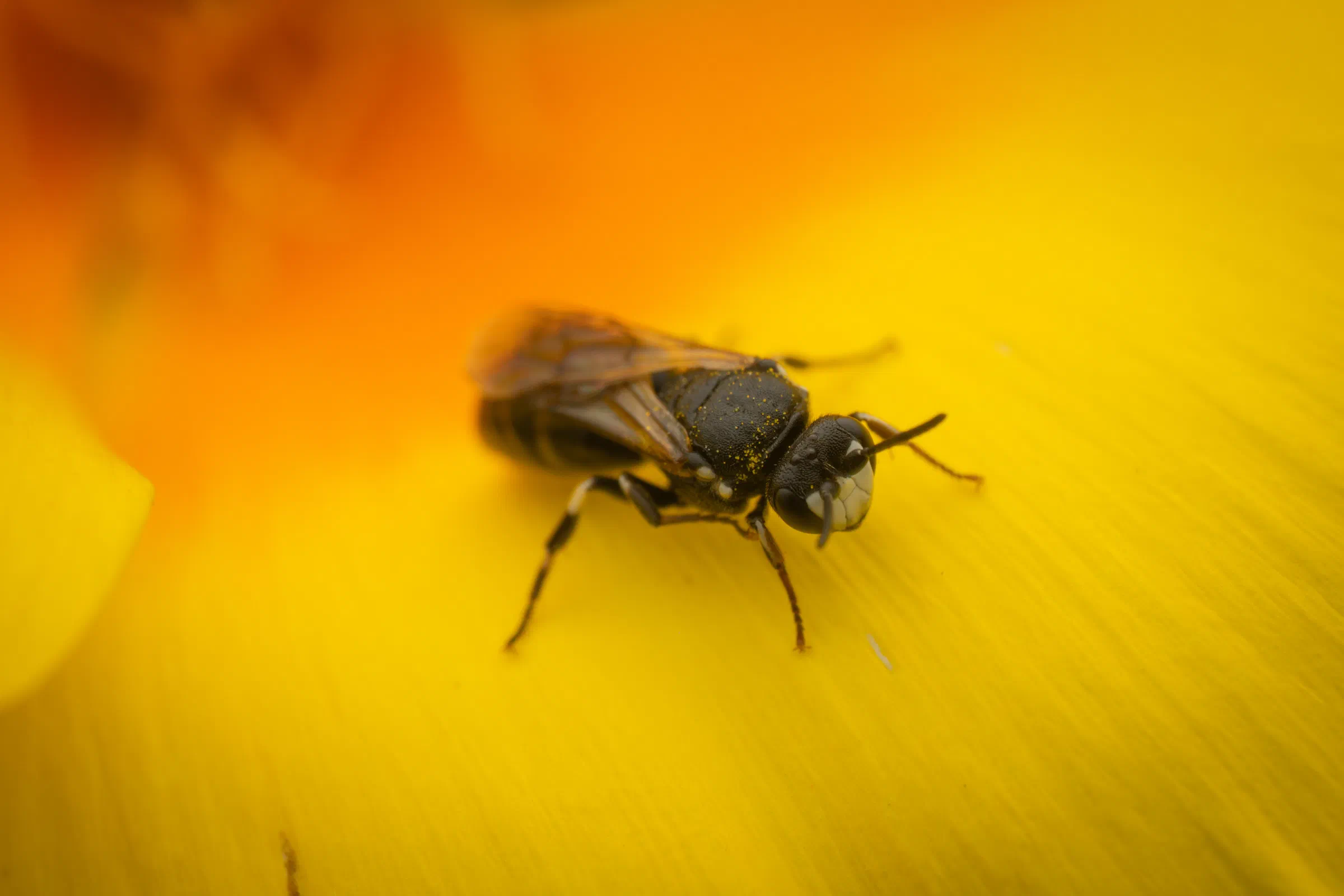 Maskenbienen