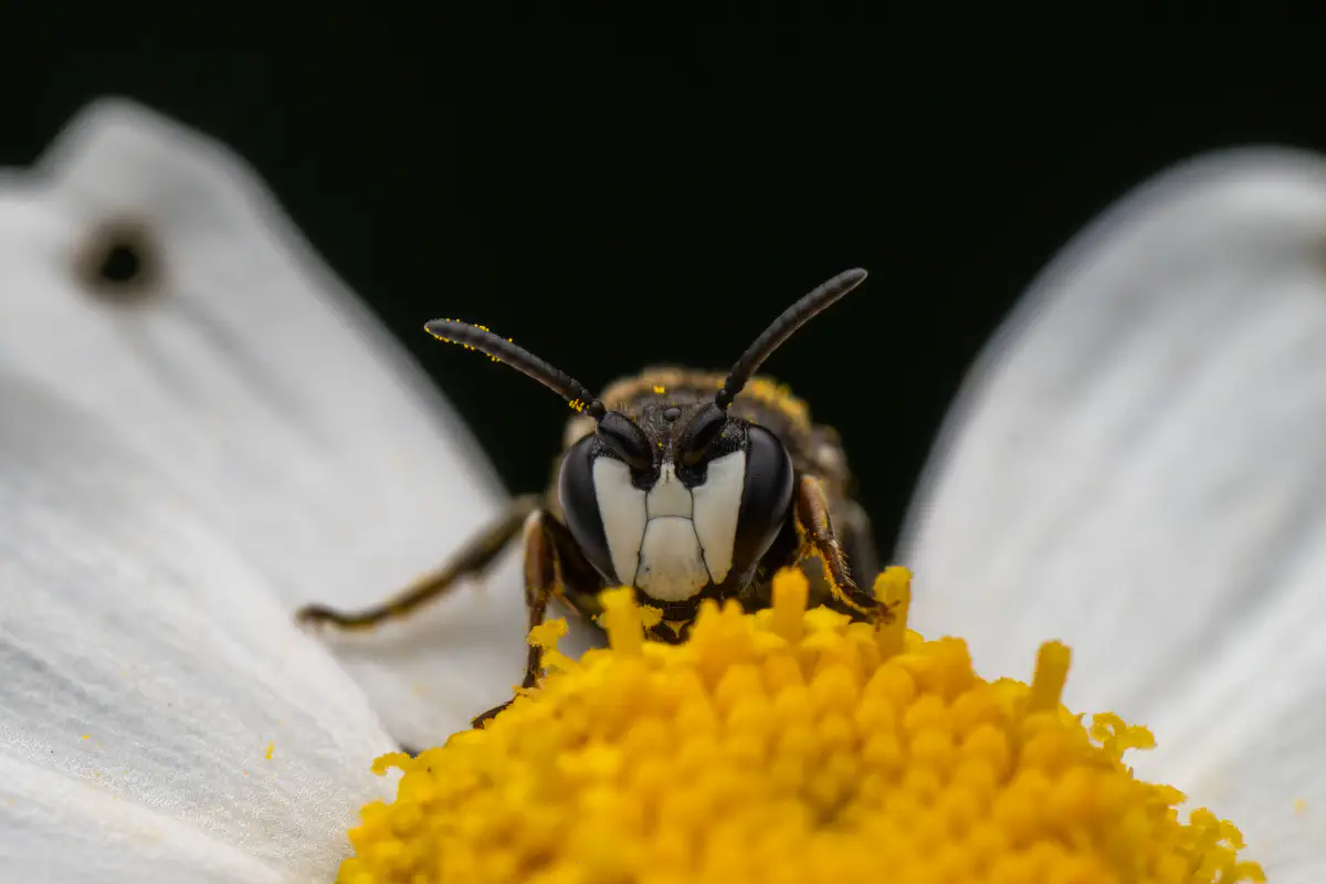 Maskenbienen – No. 3