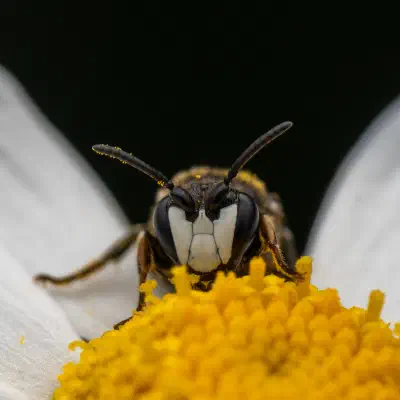 Maskenbienen