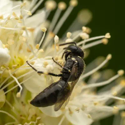 Maskenbienen