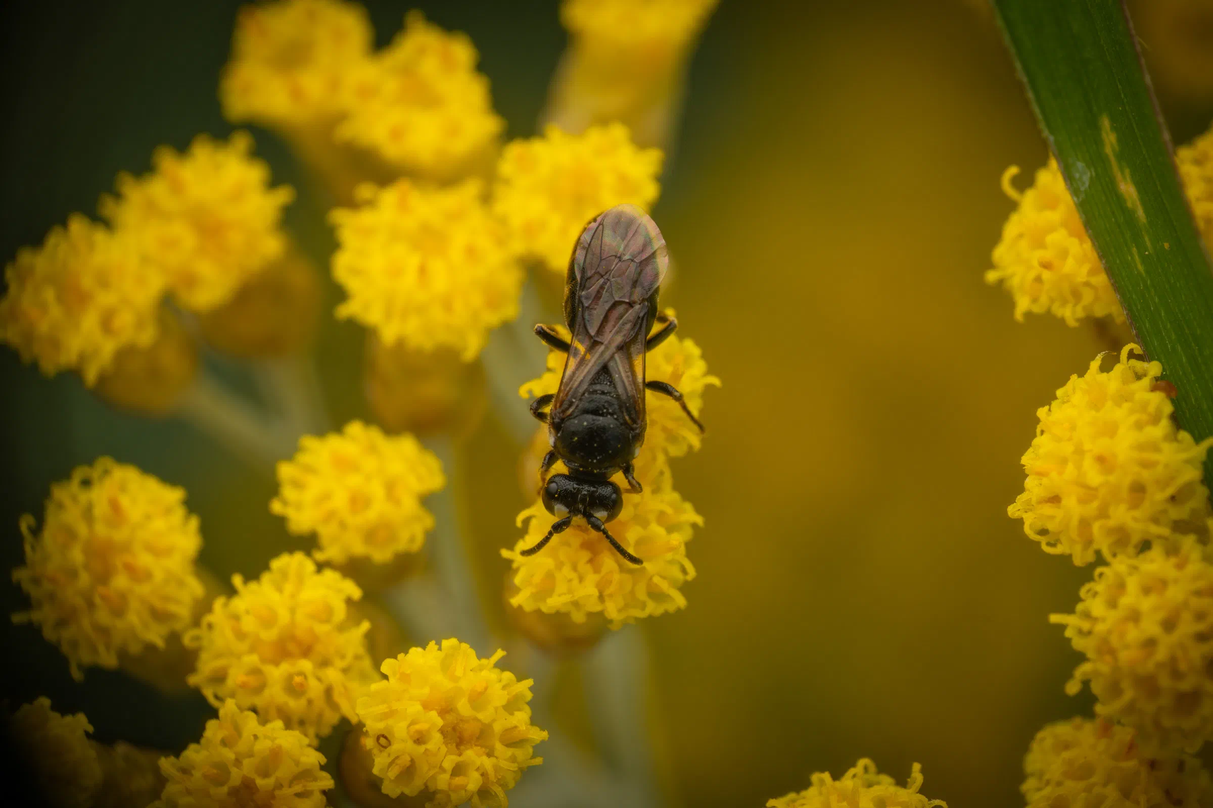 Maskenbienen