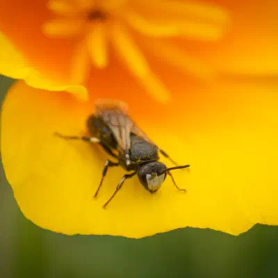 Maskenbienen