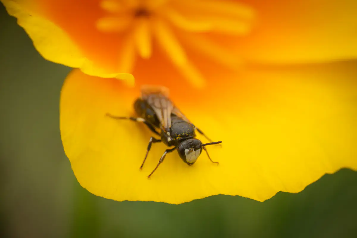 Maskenbienen – No. 7