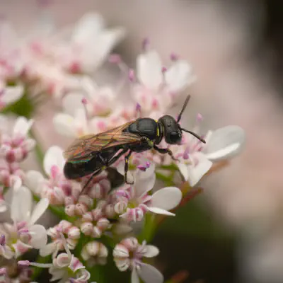 Verkannte Maskenbiene