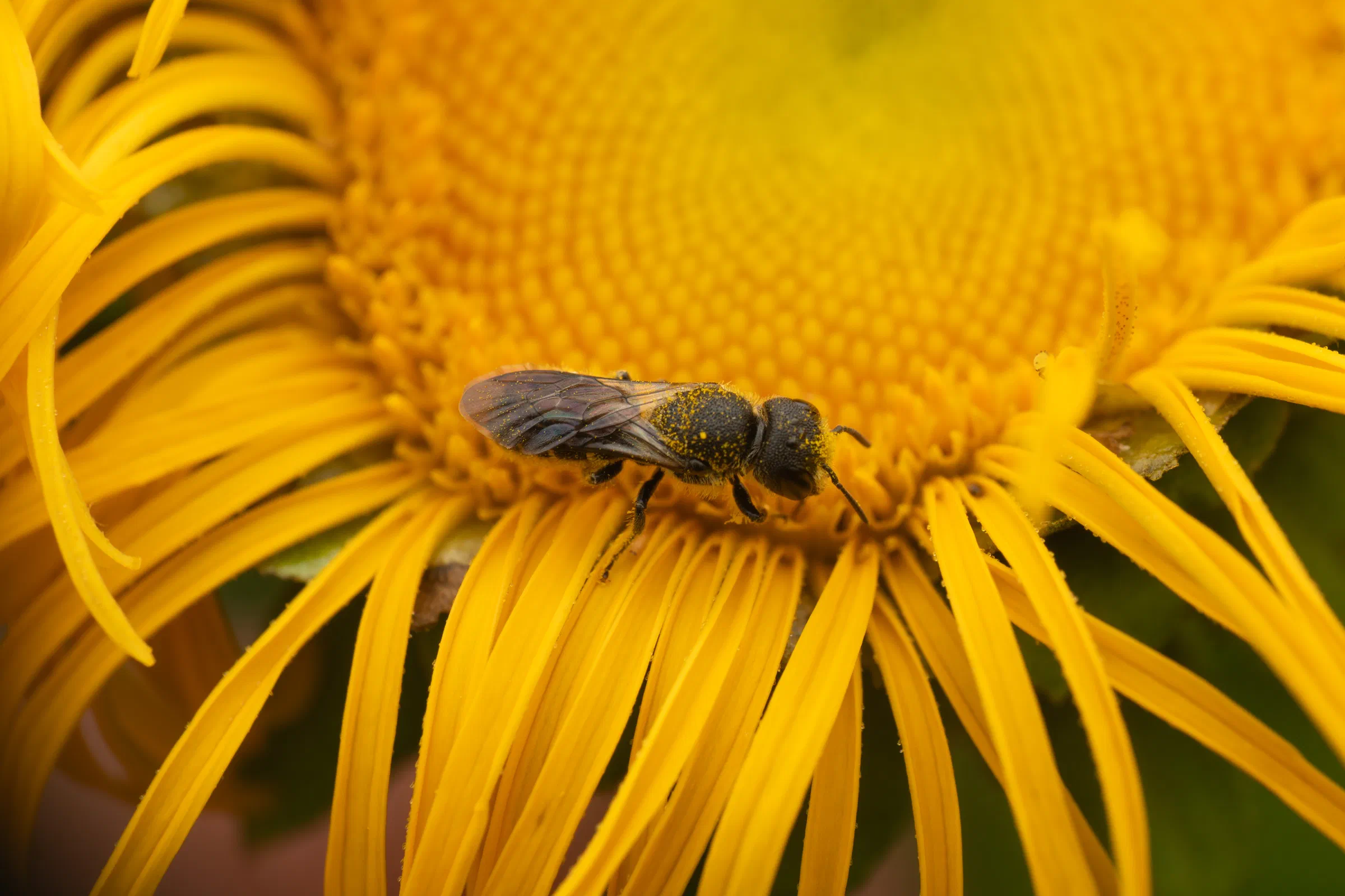 Megachilidae