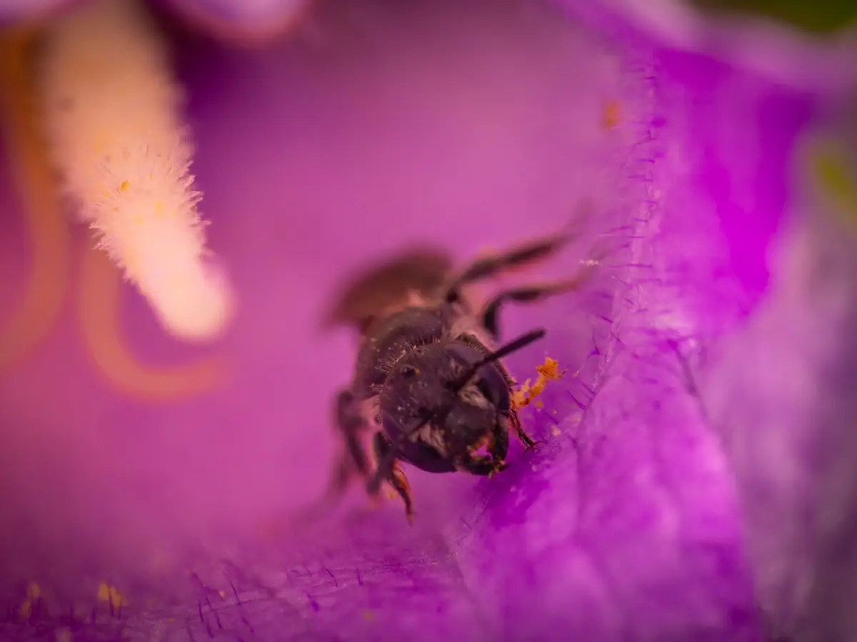 Chélostome commun des campanules