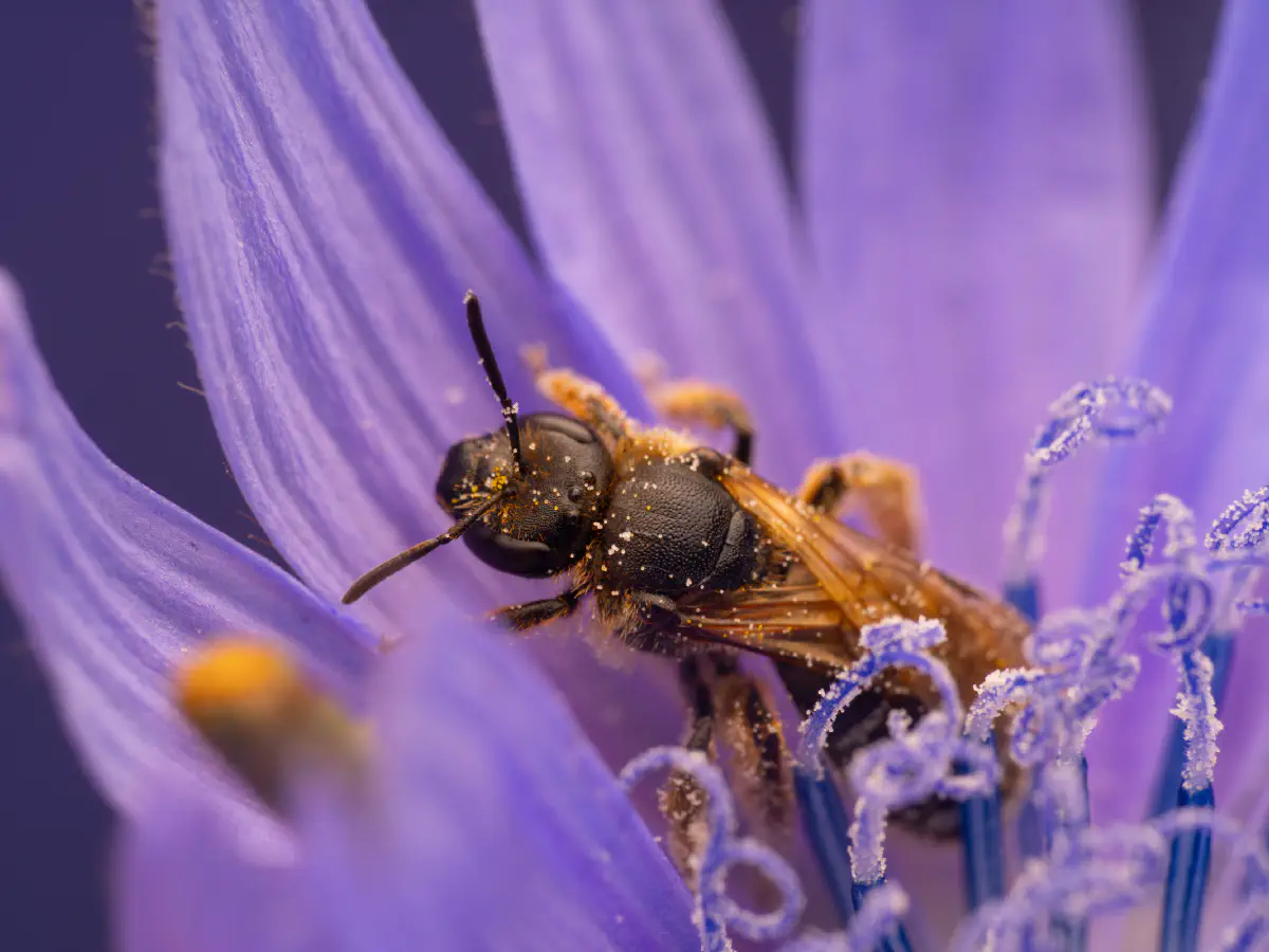 Chélostome commun des campanules