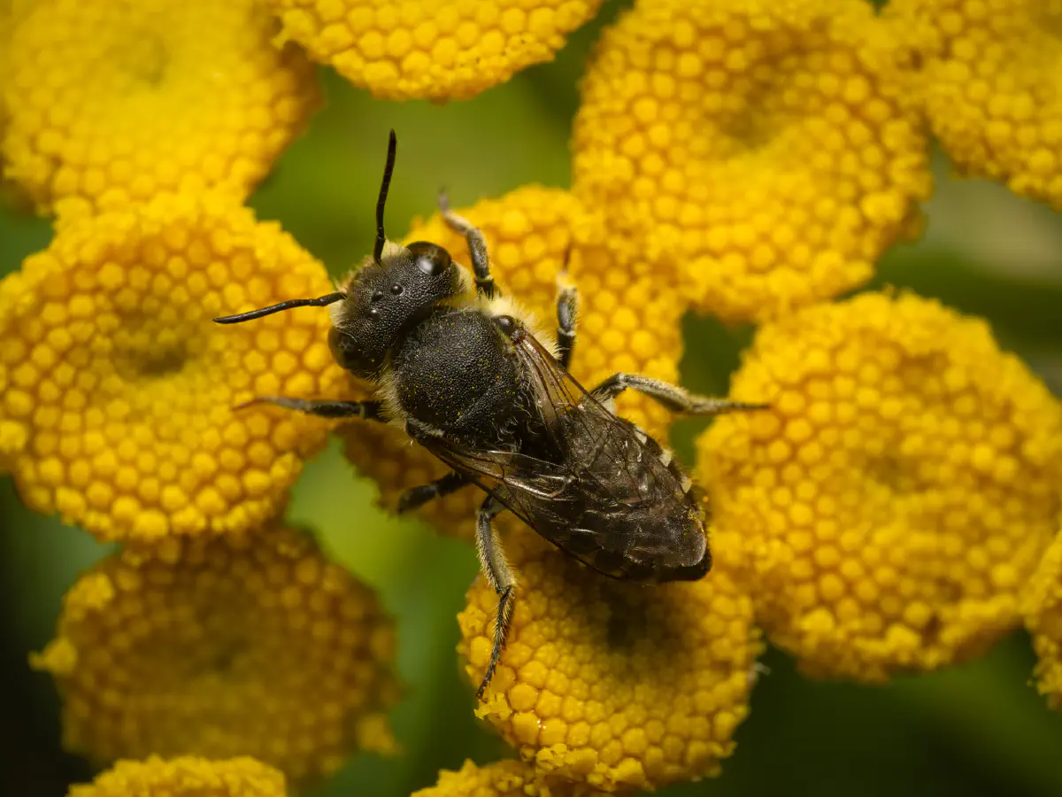 Alfalfa Leafcutter Bee