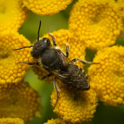 Luzerne-Blattschneiderbiene