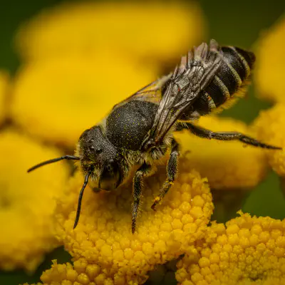 Luzerne-Blattschneiderbiene