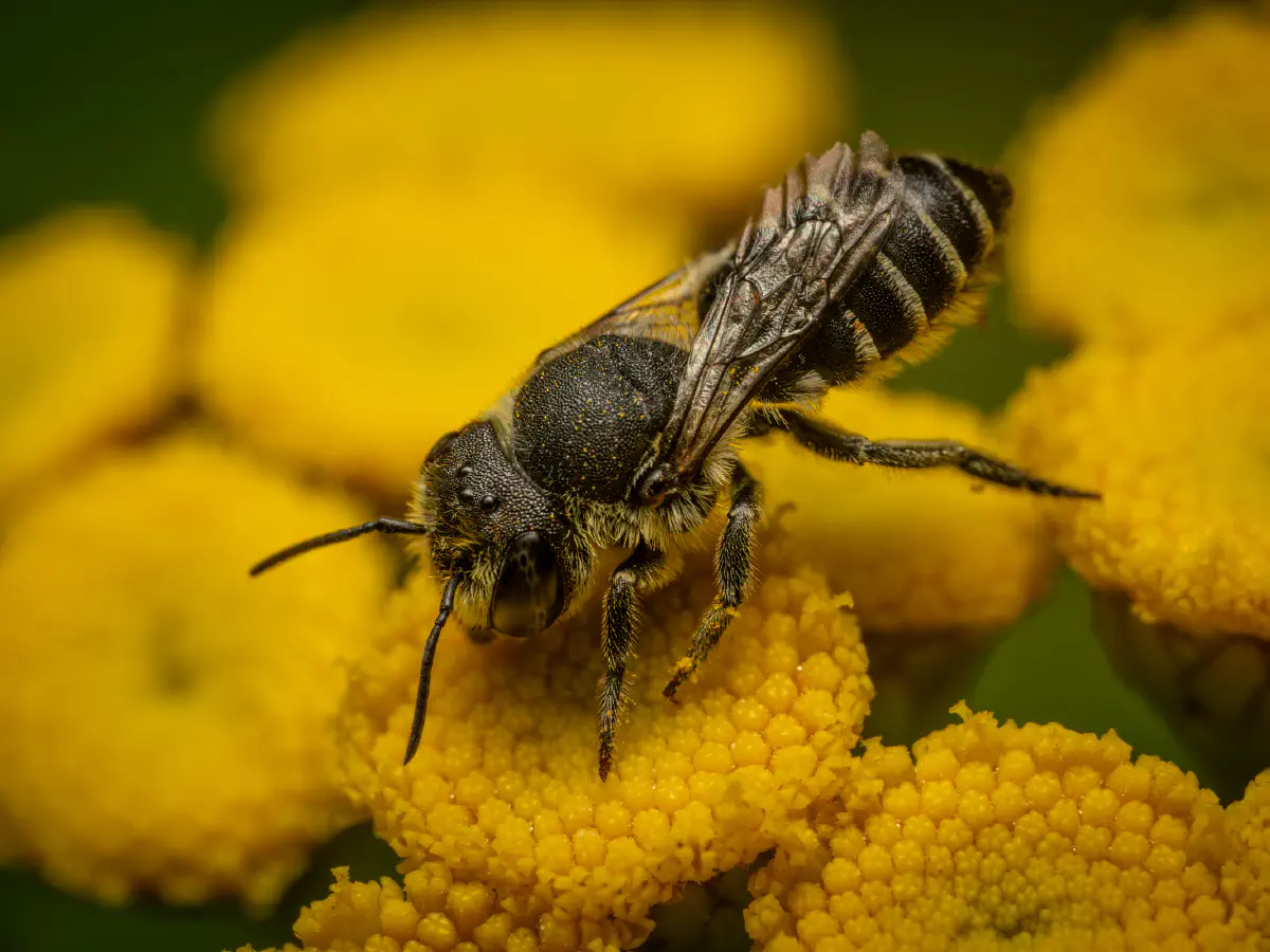 Alfalfa Leafcutter Bee