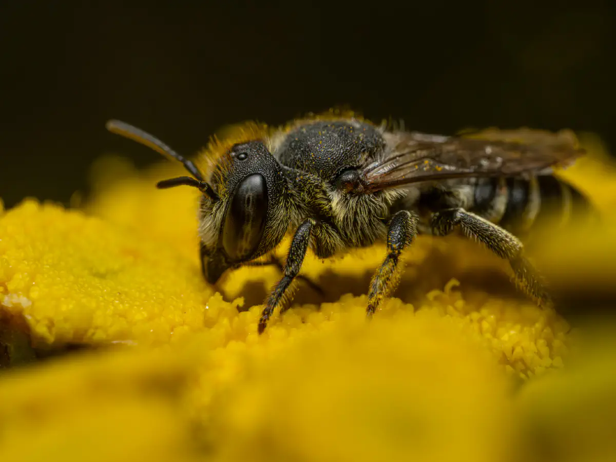 Alfalfa Leafcutter Bee