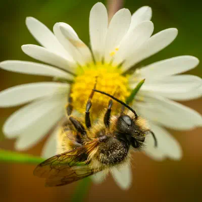 Megachilidae
