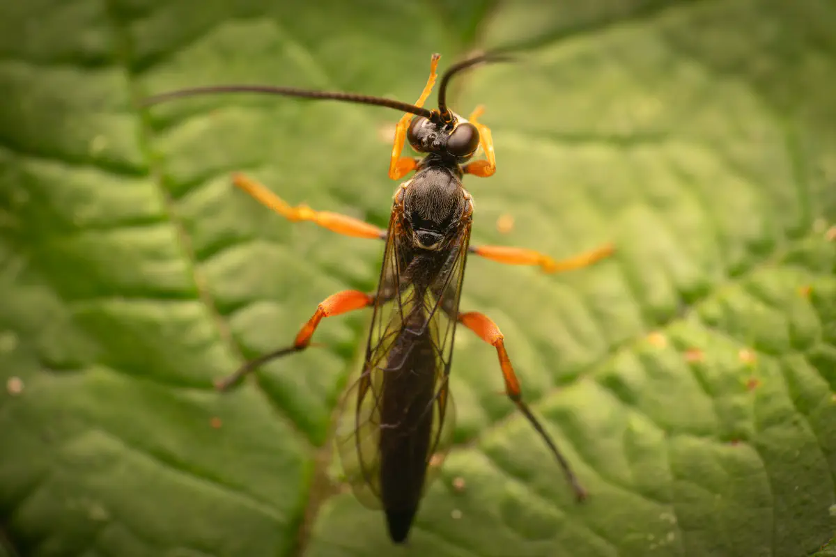 Schwarze Schlupfwespe