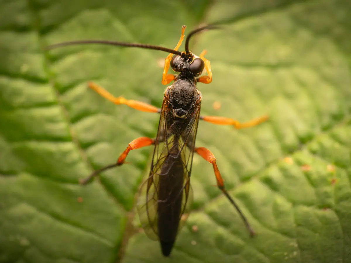 Schwarze Schlupfwespe