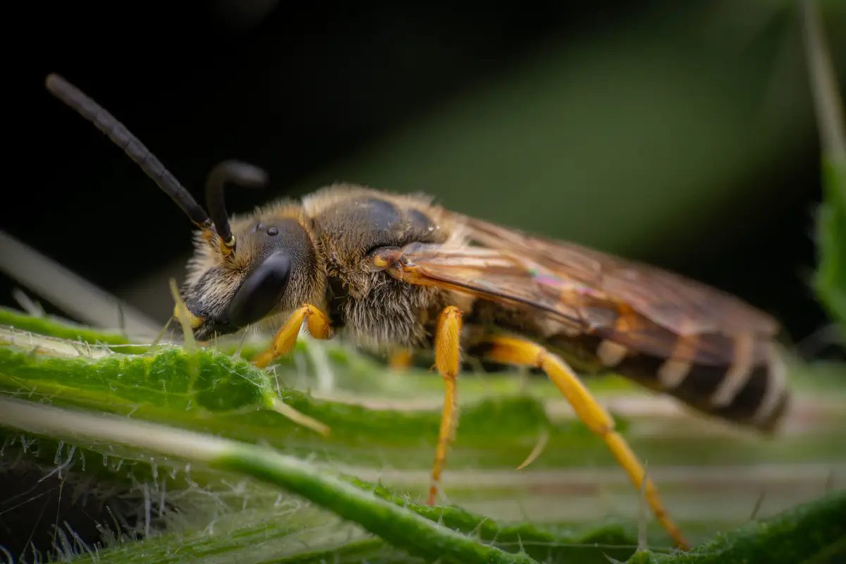 Halictes, lasioglosses, sphécodes et apparentées – No. 1